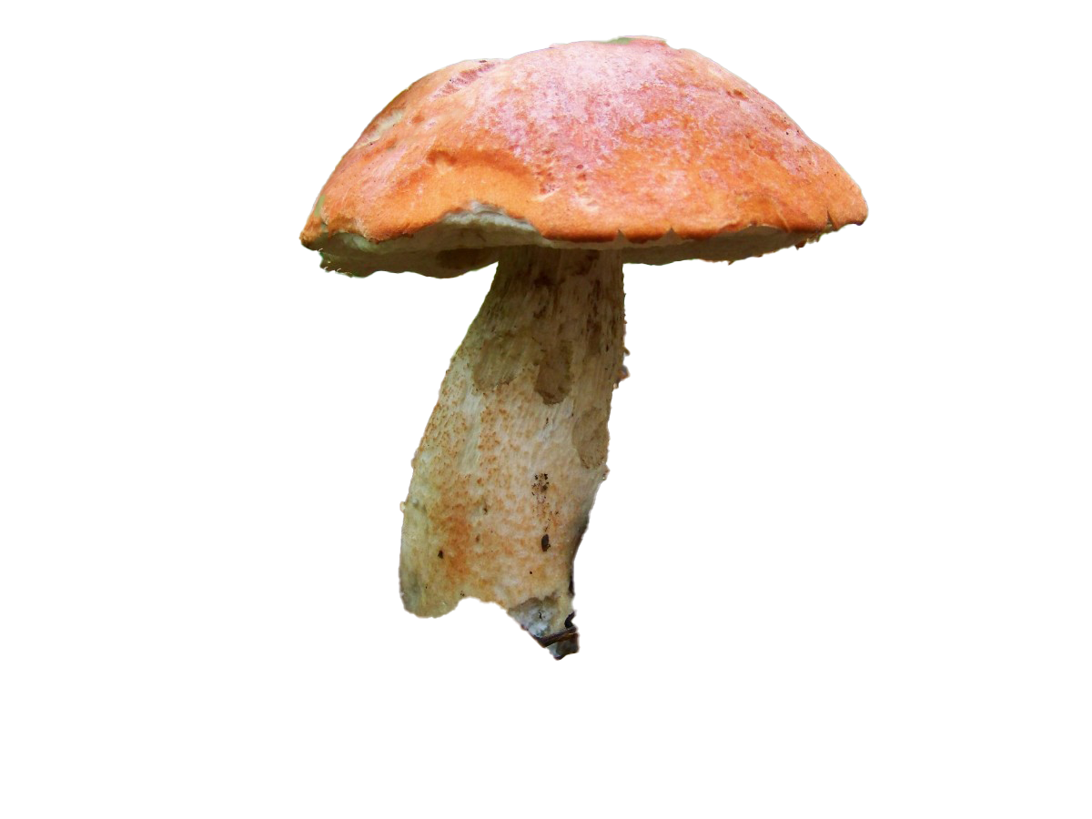 champigons